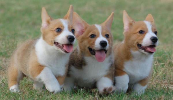 Running Puppies