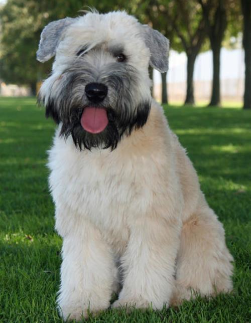 Cute Wheaten Terrier