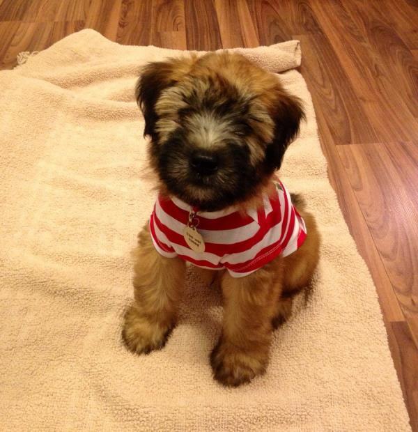 Puppy