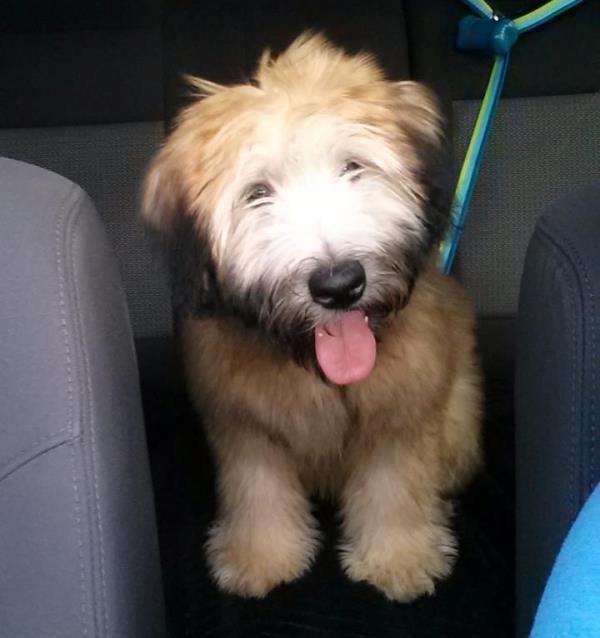 Soft Coat Wheaten