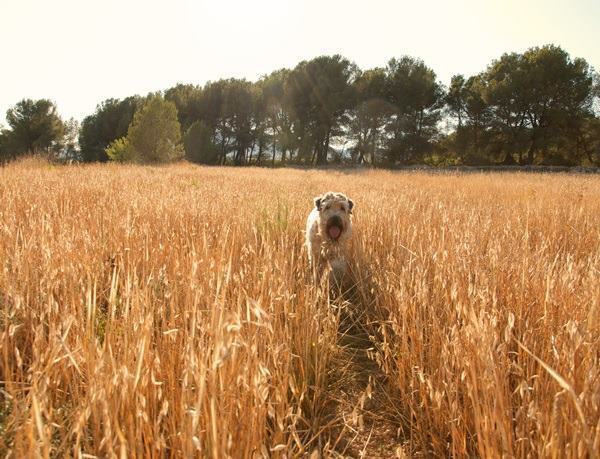Wheat Field
