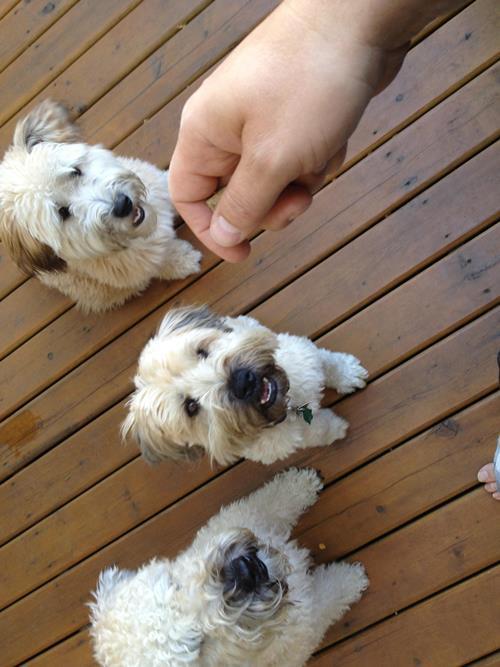 Wheaten Herd
