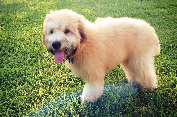 Wheaten Terrier Bear