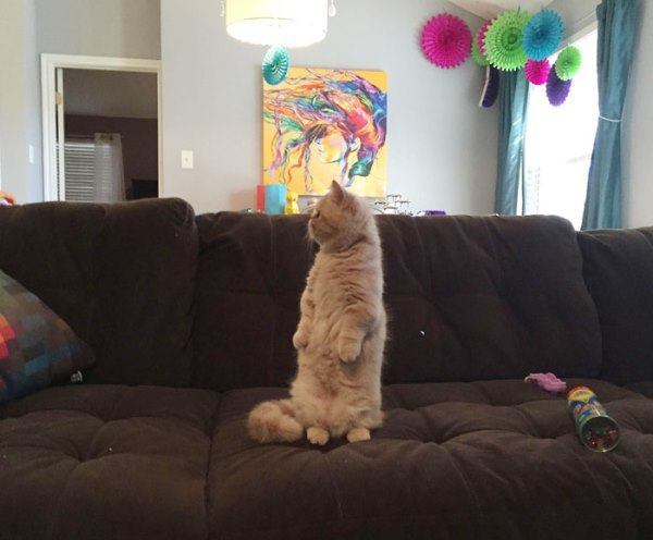Dwarf Cat