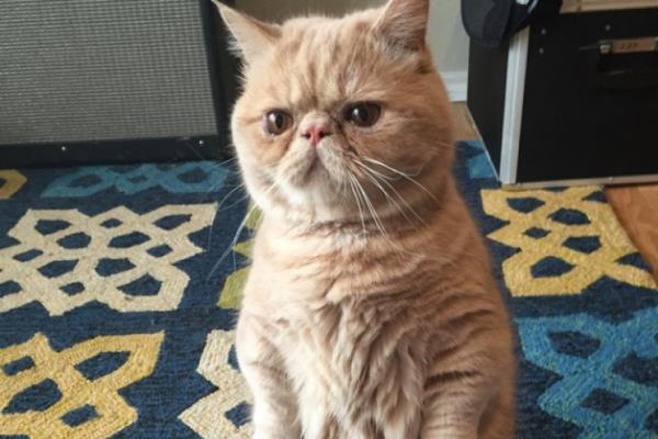 George 2 Legs Cute