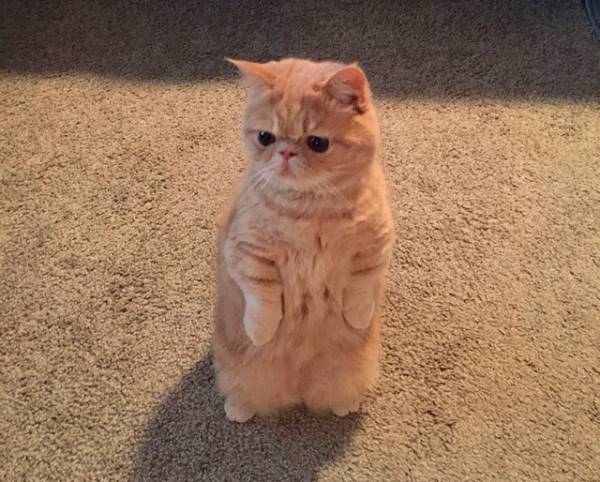 George 2 Legs Standing