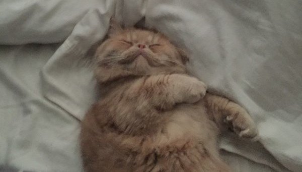 Sleeping George 2 Legs