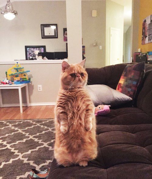 Standing Up