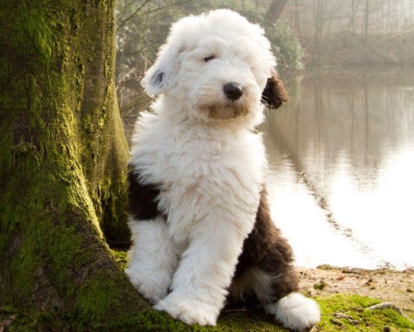 Adorable English Sheepdog