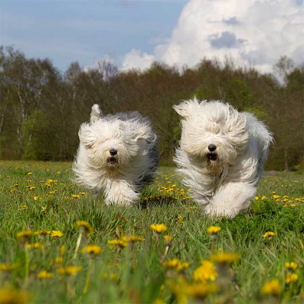 Fuzzballs