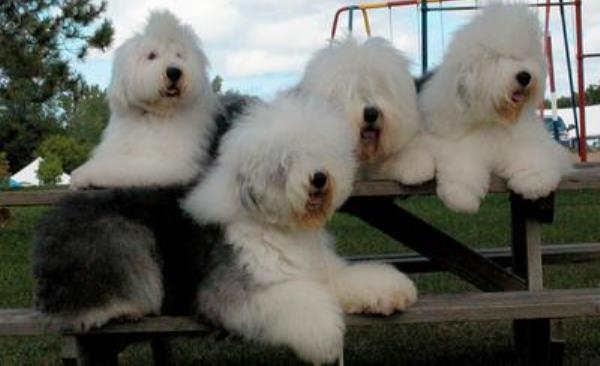 Gang Of Old English Sheepdogs