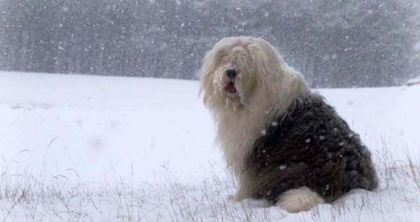 In The Snow