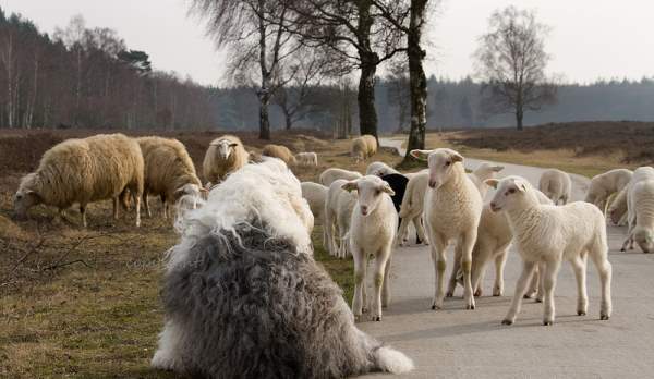 Meeting Some Sheep