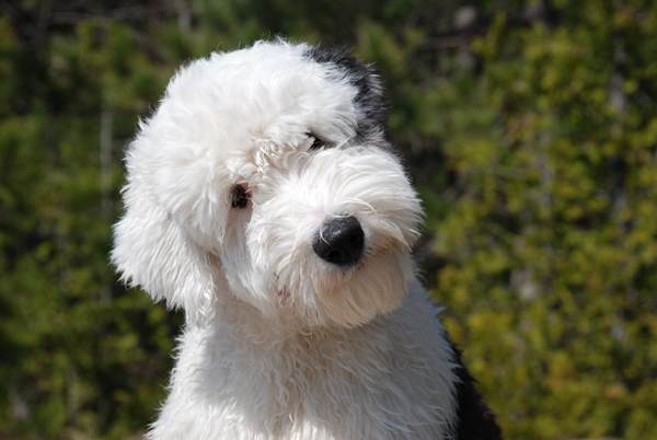 Old English Sheep Dog Pictures