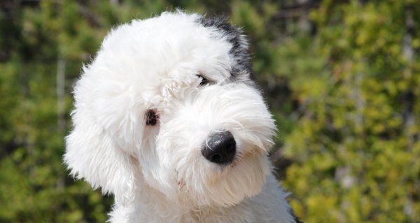 Old English Sheepdog Puppy Pictures