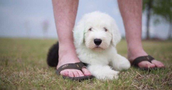 Pictures Of Old English Sheepdogs