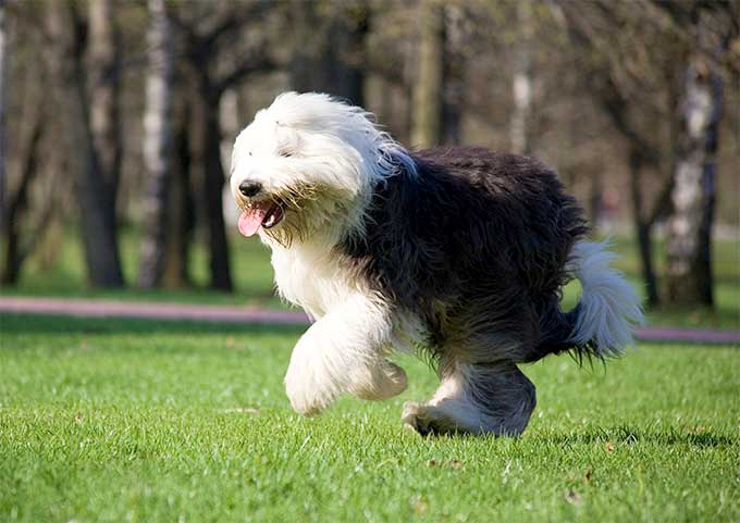Running Sheepdog