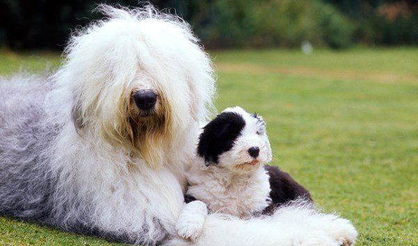 Sheepdog Family