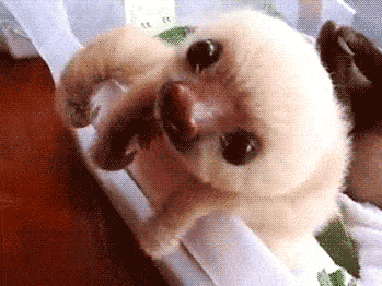 Cute Baby Sloth Gif
