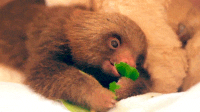Munching Sloth Gifs