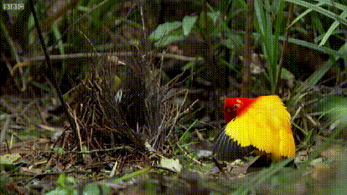 Bowerbird Mating Dance Nature Is Lit