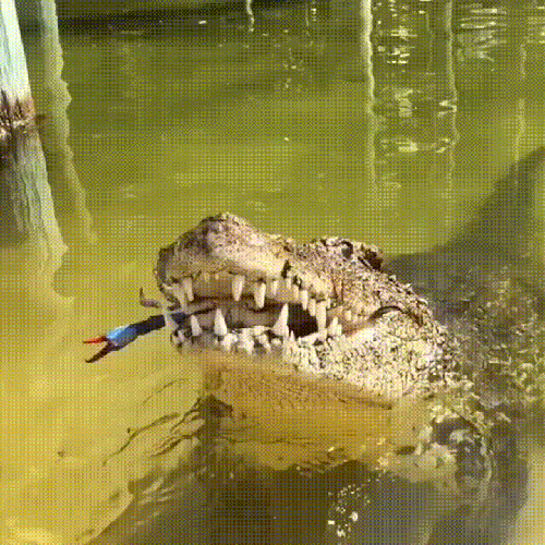 Crocodile Eats A Crab