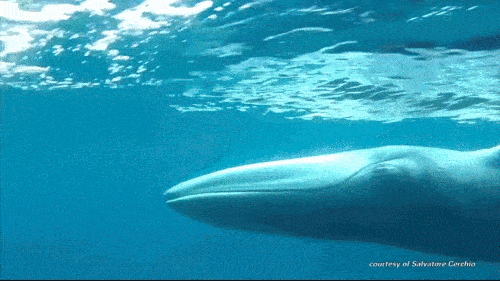 Omura Whale Worlds Rarest Whale
