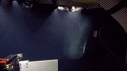 Sperm Whale 600 Meters Below
