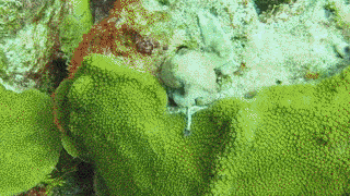 Tiny Camouflaged Octopus